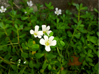 BRAHMI