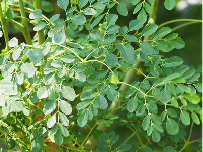 MORINGA